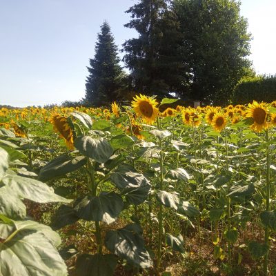 Wild Flowers to Sunflowers